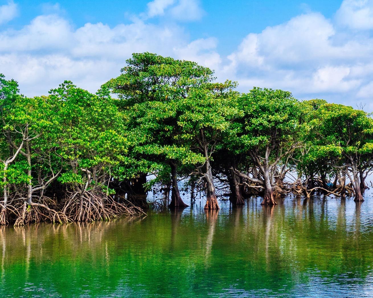 Mangrove trees